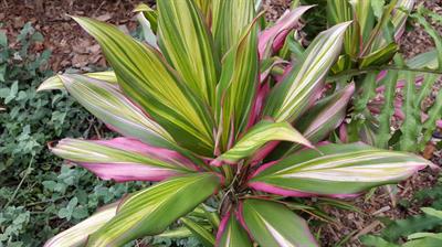 cordyline terminalis